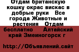 Отдам британскую кошку окрас вискас в добрые руки - Все города Животные и растения » Отдам бесплатно   . Алтайский край,Змеиногорск г.